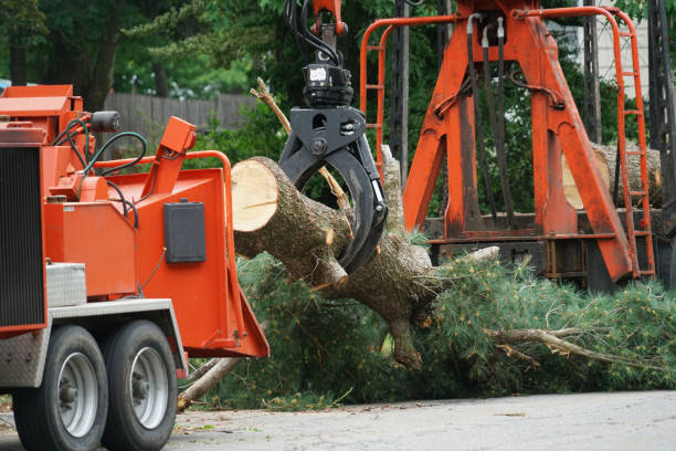 Trusted Mayer, AZ Tree Removal Experts