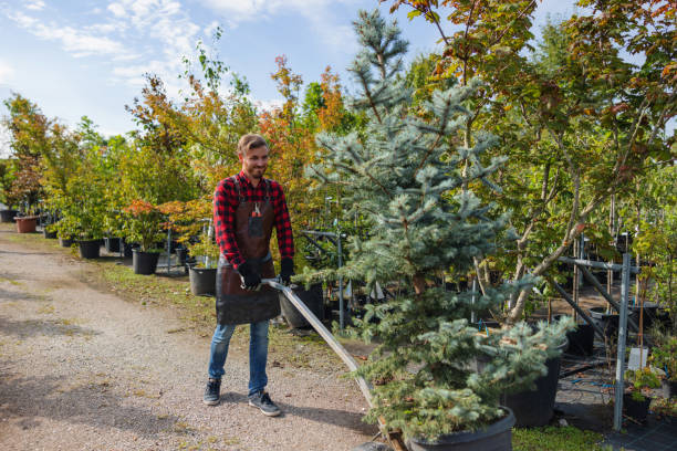 Best Emergency Tree Removal  in Mayer, AZ